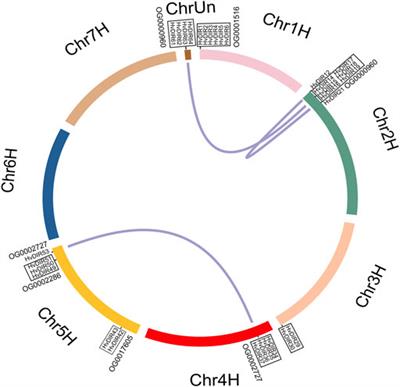 The barley DIR gene family: An expanded gene family that is involved in stress responses